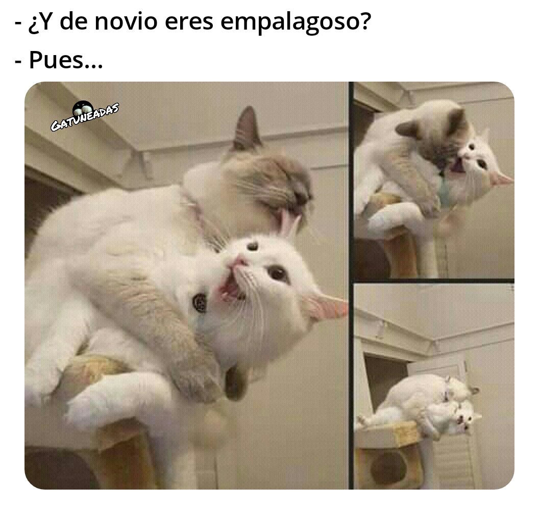 SrToska's tweet photo. No tenía memes, así que me los he descargado, sorry not sorry https://t.co/OYGn6uIaX8