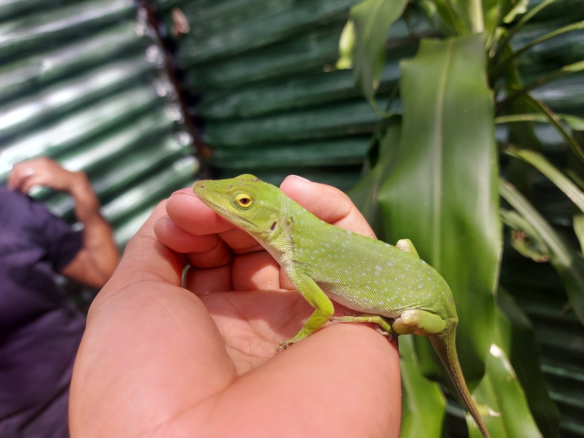 Amantes de la Naturaleza, en tu próxima visita a la Reserva Natural Volcán Mombacho no te quedes con la duda y visita el ZooCriadero 'Entre Amigos y Más'😍👨‍👩‍👧‍👦🐸🦎🐢
#NicaraguaÚnicaOriginal #VisitaNicaragua #zoocriadero #GranadaNic