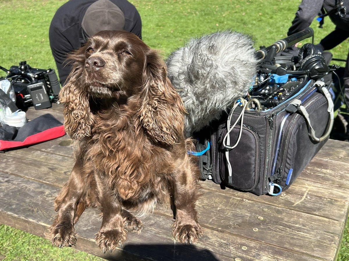 The_NFRSA's tweet photo. Maud did some TV filming today. Not only did she demand makeup (the lovely Victoria, who gave the best cuddles) - but TWO cameramen… She started talking about a trailer too, but we drew the line at that.. 

#diva #dogs #dogsoftwitter #dogsontwitter #filming #dogdiva #star https://t.co/gWYaTpVgfZ