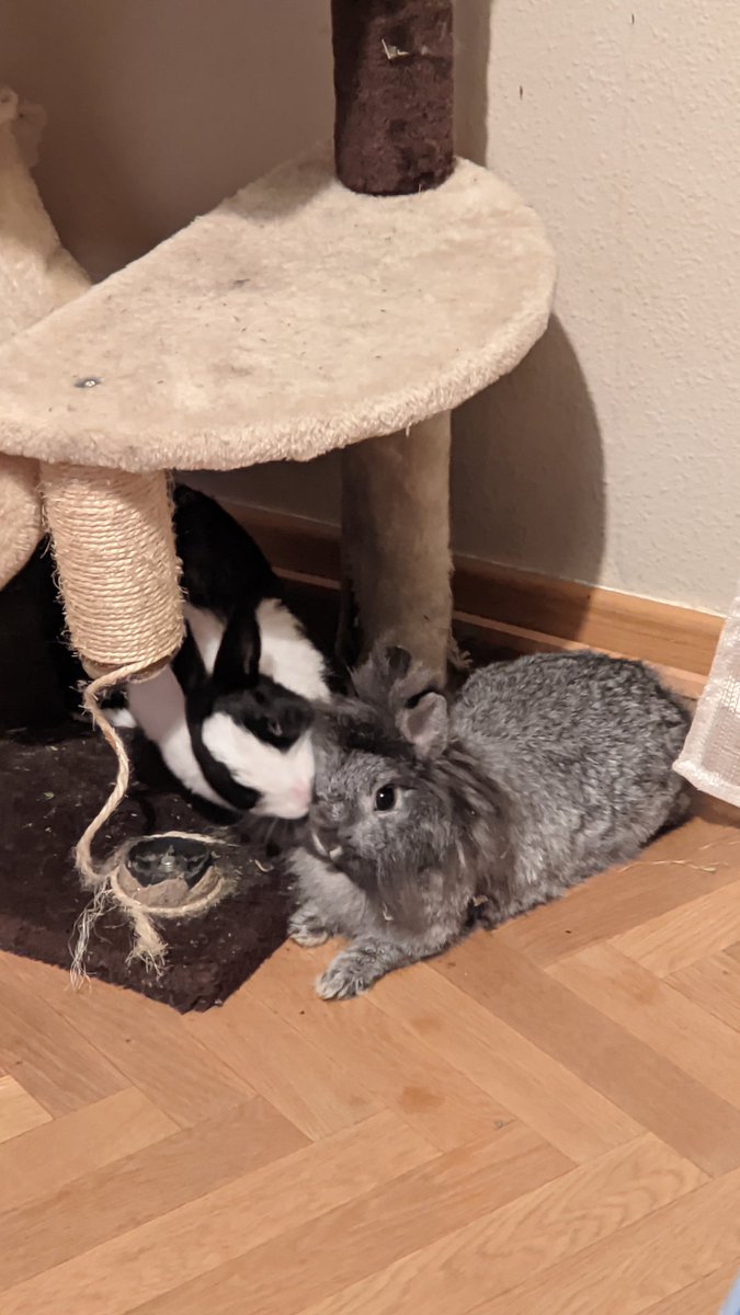 LuisPocke's tweet photo. Amor de conejas 🐇🐇❤️
#amor #love #conejas #rabbits https://t.co/cknibdcGi6