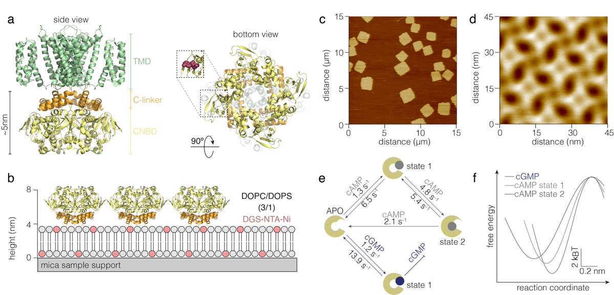 Yangang Pan (@yangang61116459) on Twitter photo My first work in <a href="/ScheuringLab/">Scheuring Lab</a> is finally out. Read more here rdcu.be/c8wSf.
Huge thanks to <a href="/CrinaNimigean/">Crina Nimigean</a> <a href="/iHeart_proteins/">Philipp Schmidpeter</a> Emmi Pohjolainen, Andrea C. Vaiana, Helmut Grubmüller My first work in <a href="/ScheuringLab/">Scheuring Lab</a> is finally out. Read more here rdcu.be/c8wSf.
Huge thanks to <a href="/CrinaNimigean/">Crina Nimigean</a> <a href="/iHeart_proteins/">Philipp Schmidpeter</a> Emmi Pohjolainen, Andrea C. Vaiana, Helmut Grubmüller