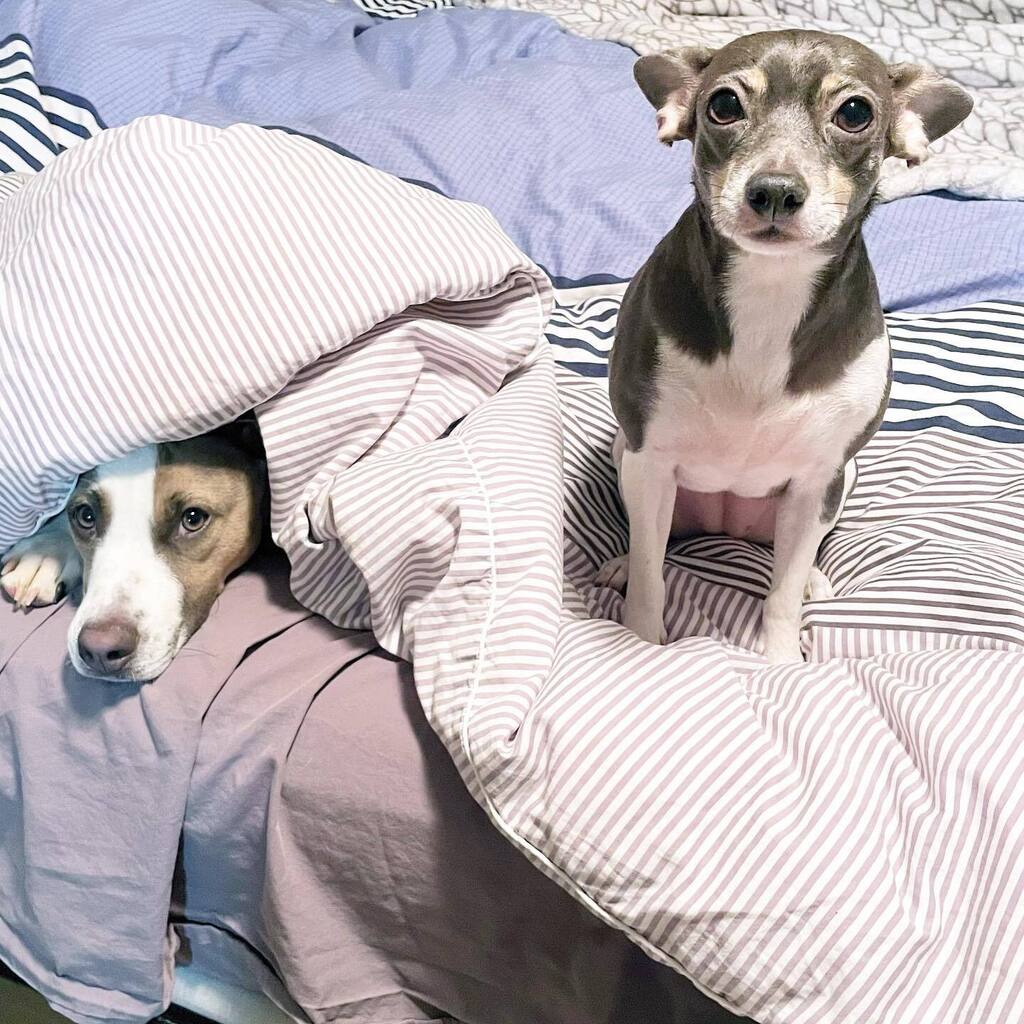 PopPugPeoBlog's tweet photo. Penelope reluctantly loves the puppy.
She can be very patient with him (Petunia, not so much).

.
.
.
.
#dog #dogs #dogstagram #dogsofig #dogoftheday #dogsofinstagram #atlanta #georgia #blog #blogger #pet #petoftheday #petstagram #mixedbreed #rescuedog #… https://t.co/GKw6MO3nPv https://t.co/2g9jJawXN7