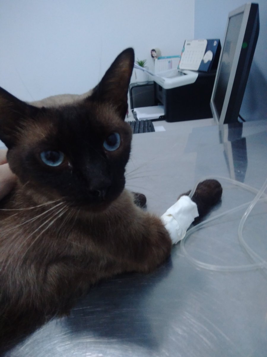 Oi gente, criei uma vakinha pra ajudar nos custos do tratamento do meu gato Bruce que está doente (+)

Link: vakinha.com.br/3618911