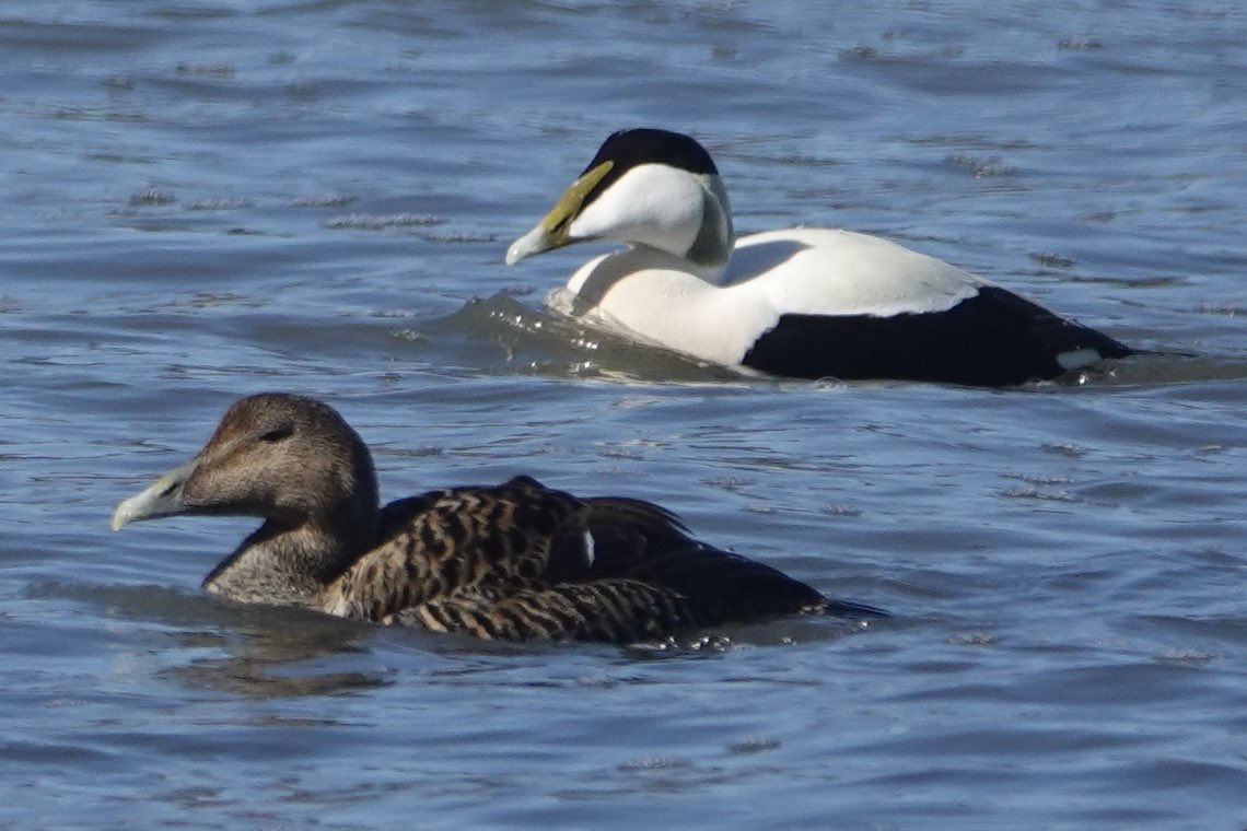 Mark following nature tweet media