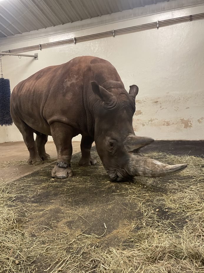 Campbell Centre for the Study of Animal Welfare tweet media