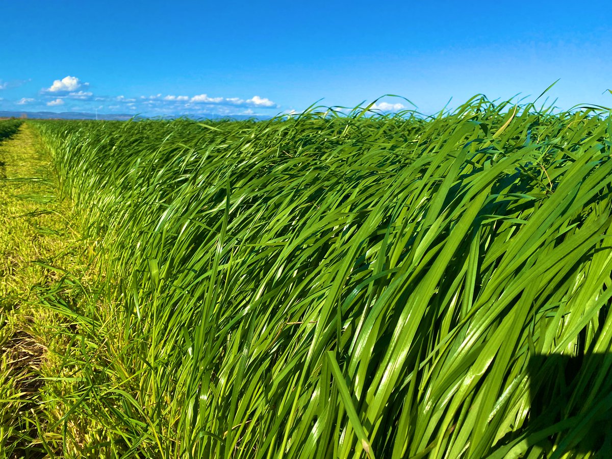 rpalau11's tweet photo. Brutal el #Raygrass Trinova a la sortida d’hivern !!
Tall de primavera amb la major qualitat 🔝🌱

@SemillasFito #raygrass #farrage
@JARC_COAG @ruralcat @ramaderescat @Vacat12 #Trinova https://t.co/vNrp5OMzl2