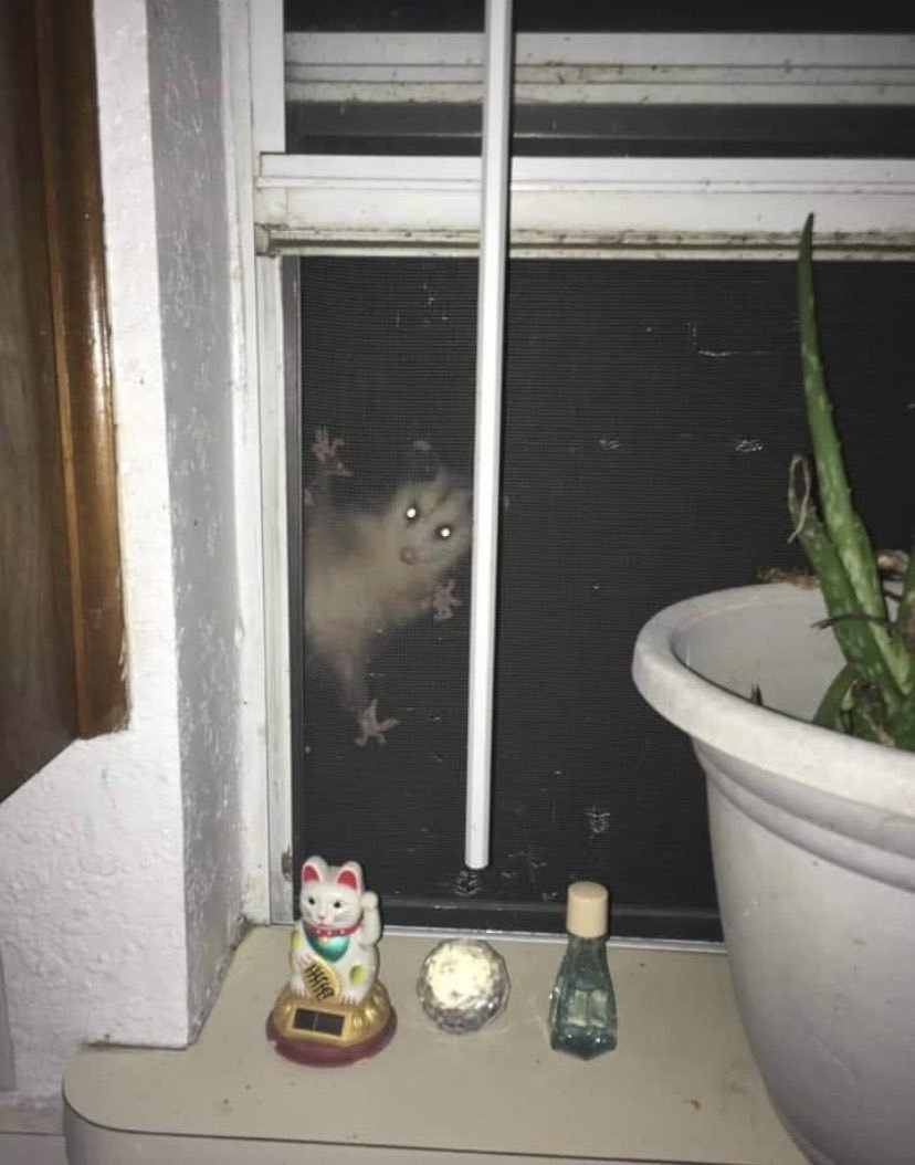 animals going goblin mode (@mischiefanimals) on Twitter photo 