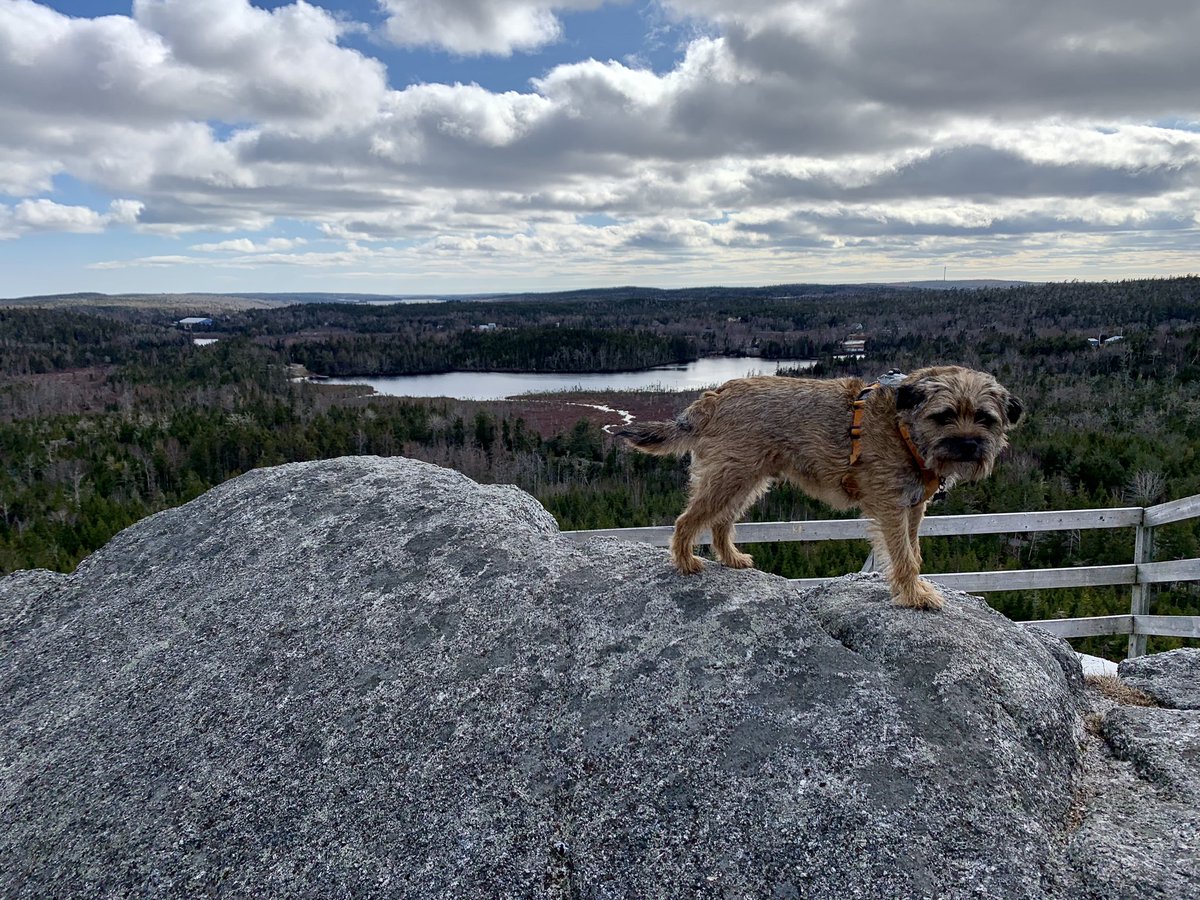 Hubble_BTerrier's tweet image. It&apos;s been a while since our last hike to Skull Rock lookoff. I forgot how great the view is from up there. 😃🐾🐾🐾 #BTPosse #NSTrails #Hubblecam