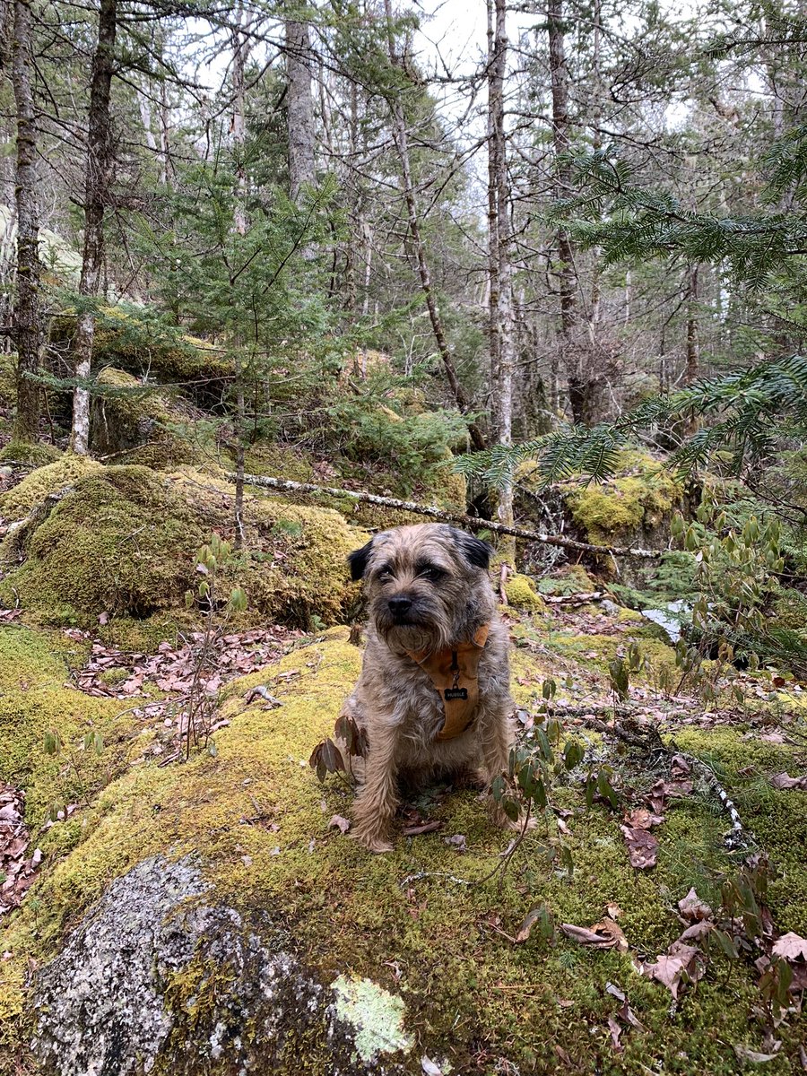 Hubble_BTerrier's tweet image. It&apos;s been a while since our last hike to Skull Rock lookoff. I forgot how great the view is from up there. 😃🐾🐾🐾 #BTPosse #NSTrails #Hubblecam