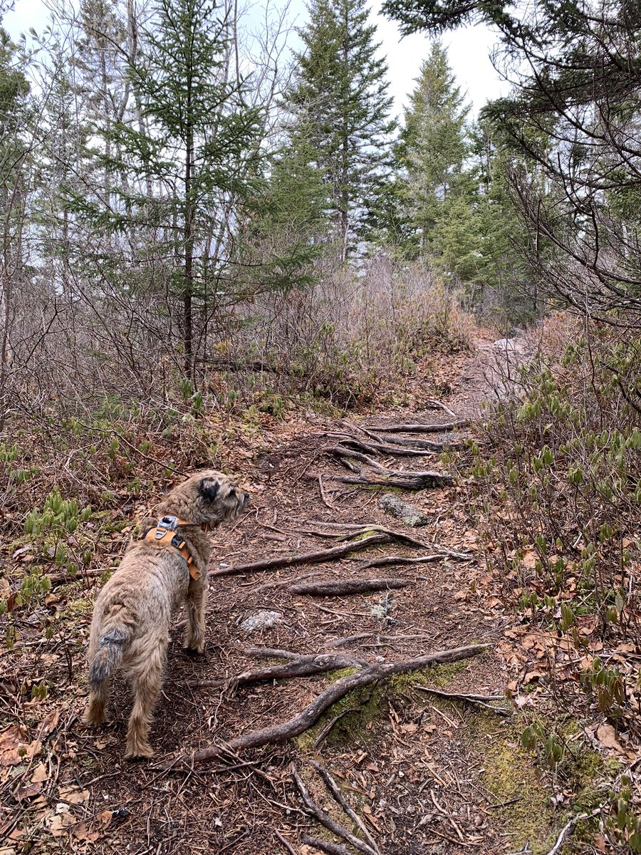 Hubble_BTerrier's tweet image. It&apos;s been a while since our last hike to Skull Rock lookoff. I forgot how great the view is from up there. 😃🐾🐾🐾 #BTPosse #NSTrails #Hubblecam