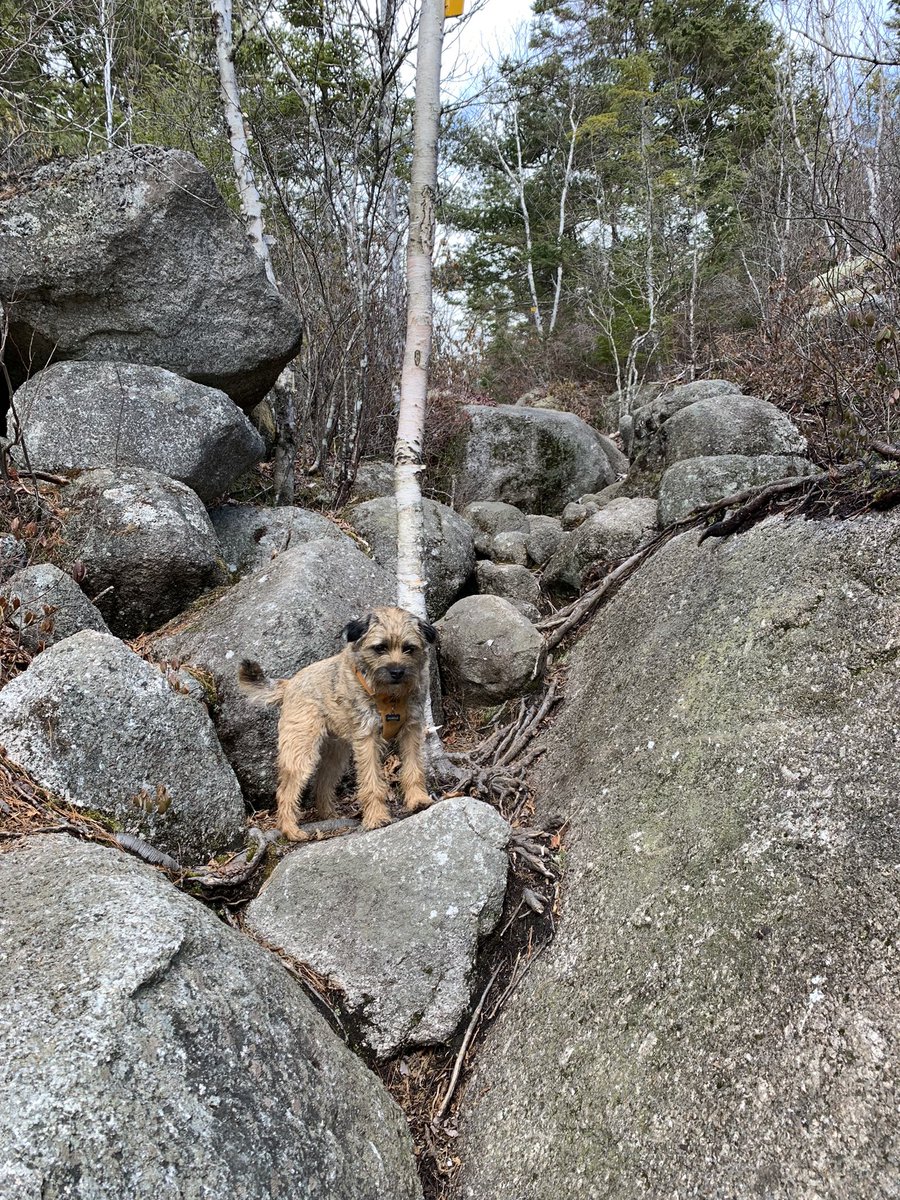 Hubble_BTerrier's tweet image. It&apos;s been a while since our last hike to Skull Rock lookoff. I forgot how great the view is from up there. 😃🐾🐾🐾 #BTPosse #NSTrails #Hubblecam