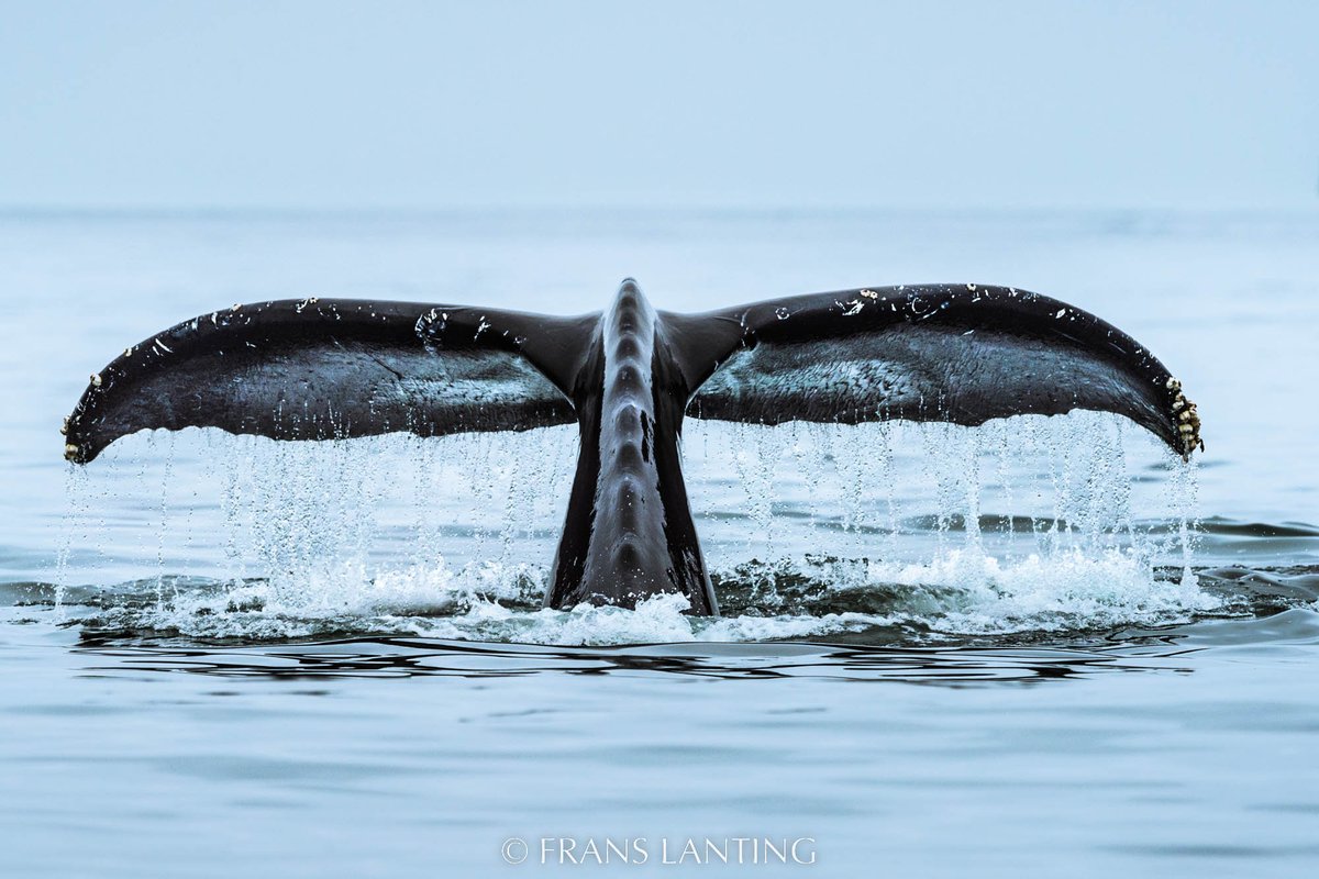 Frans Lanting (@lantingfrans) on Twitter photo Photo by <a href="/LantingFrans/">Frans Lanting</a> We're delighted to join legendary marine explorer & conservationist Dr. Sylvia Earle for a webinar on Tues. 3/28 at 3:00 pm PDT. We'll talk about environmental hope spots around the world, especially Monterey Bay. Register here: tinyurl.com/diveinwithus Photo by <a href="/LantingFrans/">Frans Lanting</a> We're delighted to join legendary marine explorer & conservationist Dr. Sylvia Earle for a webinar on Tues. 3/28 at 3:00 pm PDT. We'll talk about environmental hope spots around the world, especially Monterey Bay. Register here: tinyurl.com/diveinwithus