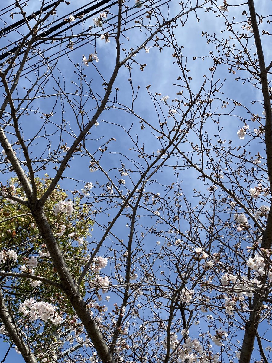 「おはようございます。今朝の小学校の桜は3分咲きくらいでしょうかまだまだ蕾がたくさ」|しんりんがく@【と04a】COMITIA144のイラスト