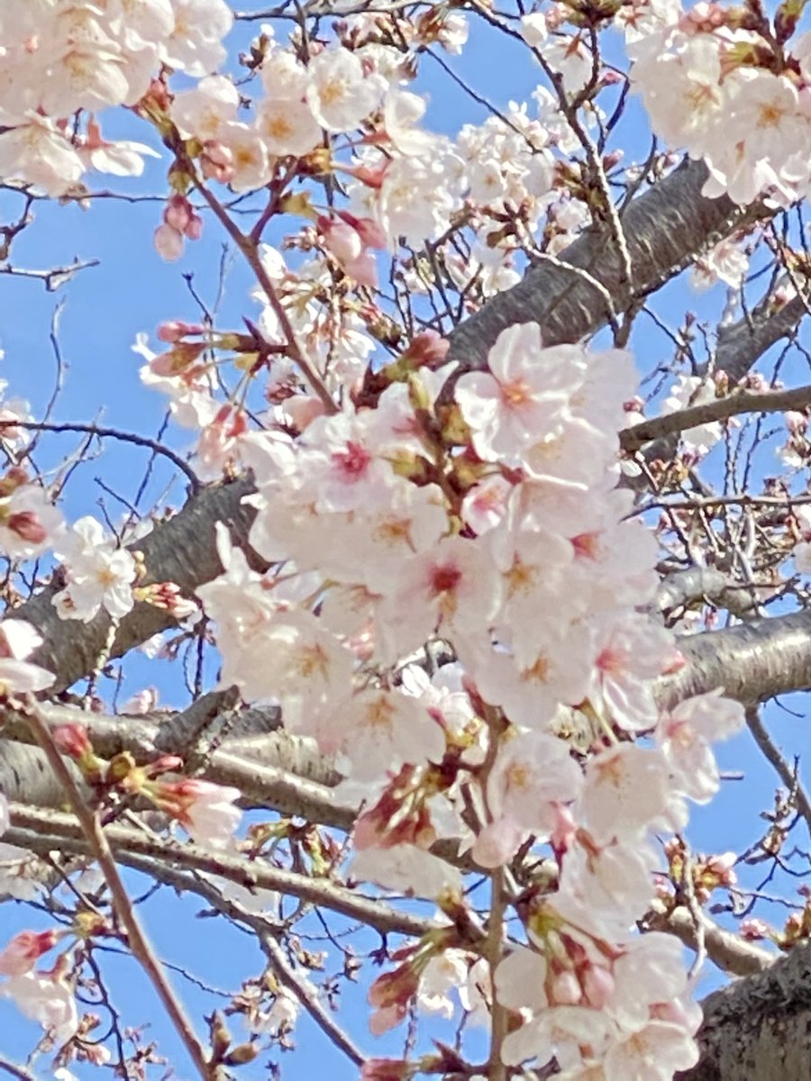 「おはようございます。今朝の小学校の桜は3分咲きくらいでしょうかまだまだ蕾がたくさ」|しんりんがく@【と04a】COMITIA144のイラスト
