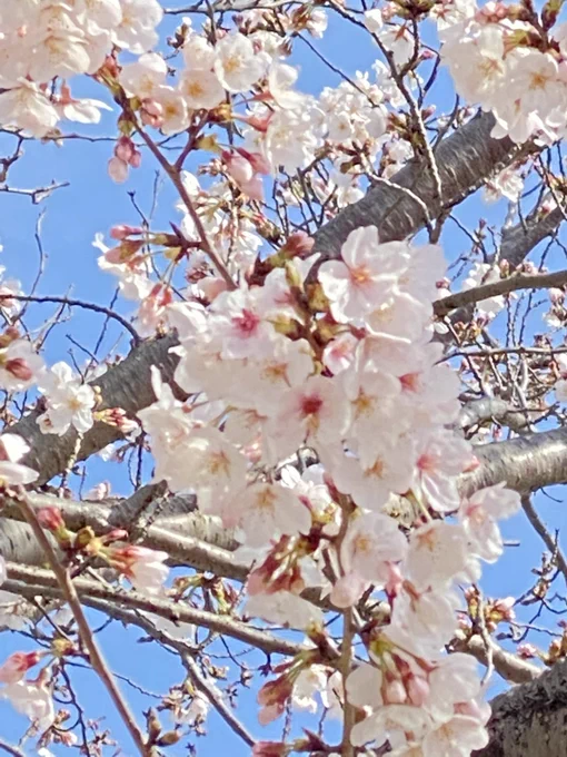 おはようございます。今朝の小学校の桜は3分咲きくらいでしょうかまだまだ蕾がたくさんです。今日は遅番。会社に未提出の急ぎの書類があるので早めに出勤して書こうと思ってたのに、のんびりしてたら普通の時間になってました。10分で書けるかな今日もご安全に〜 