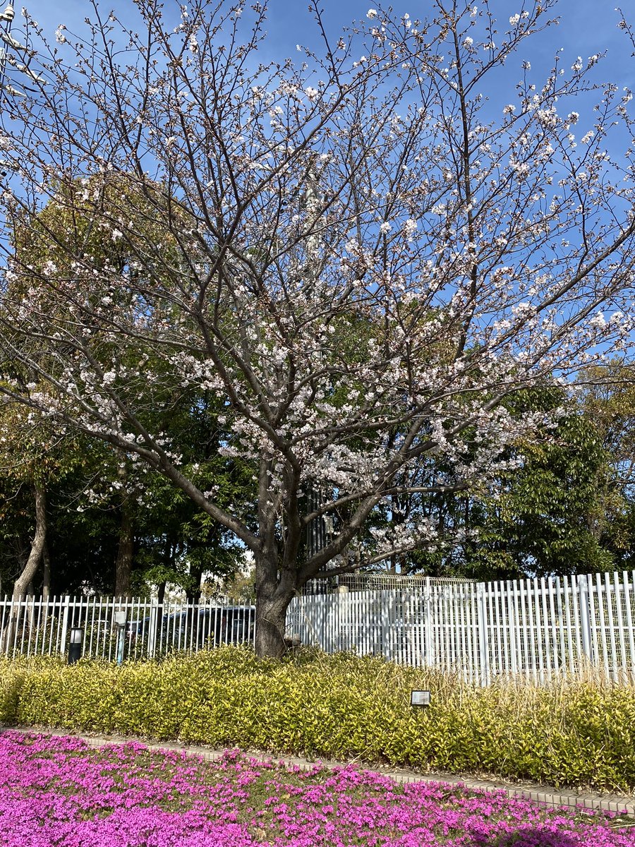 「おはようございます。今朝の小学校の桜は3分咲きくらいでしょうかまだまだ蕾がたくさ」|しんりんがく@【と04a】COMITIA144のイラスト