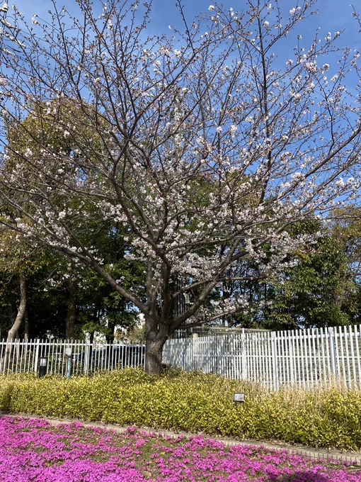おはようございます。今朝の小学校の桜は3分咲きくらいでしょうかまだまだ蕾がたくさんです。今日は遅番。会社に未提出の急ぎの書類があるので早めに出勤して書こうと思ってたのに、のんびりしてたら普通の時間になってました。10分で書けるかな今日もご安全に〜 