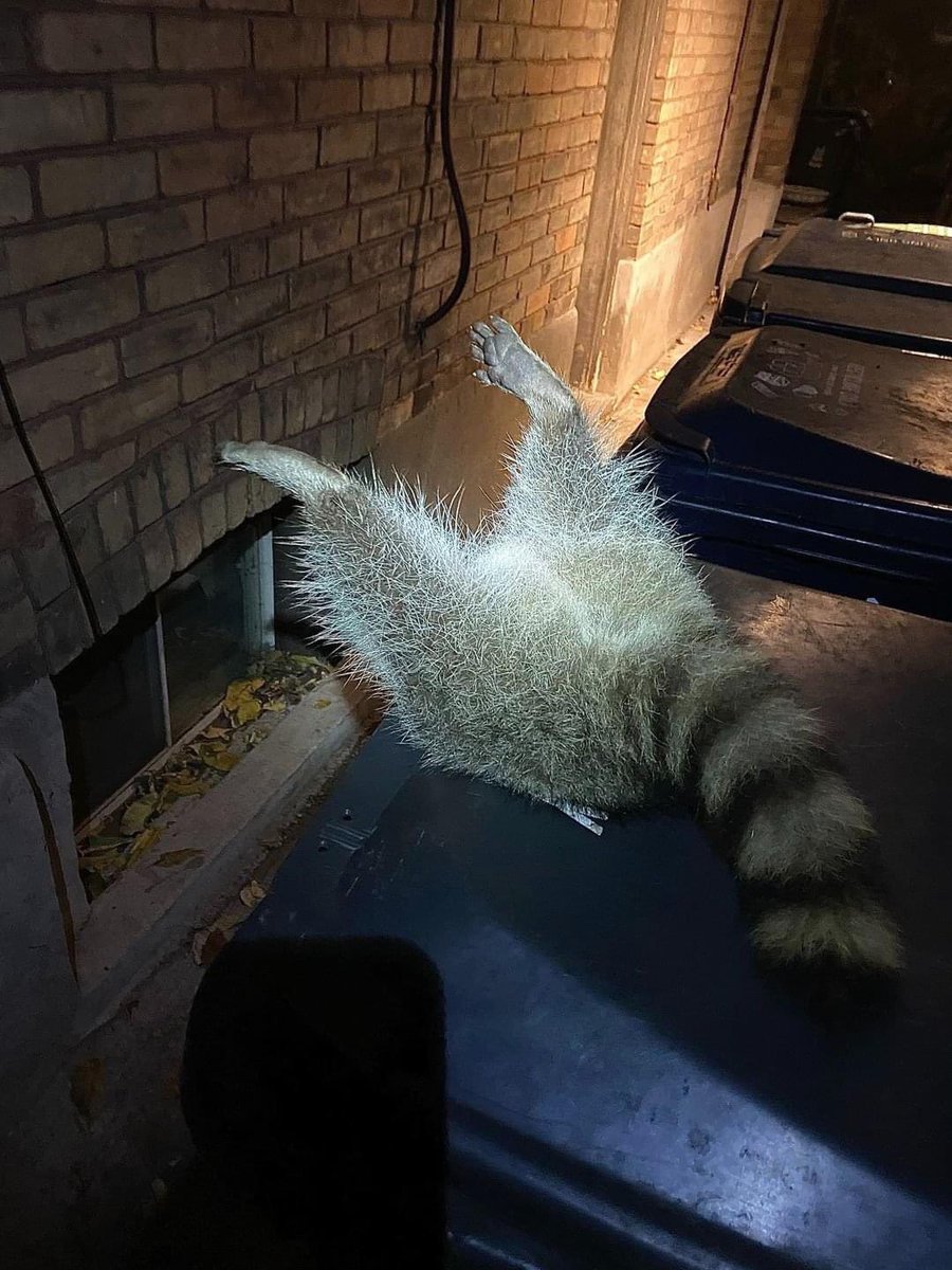 raccoonhourly's tweet image. 