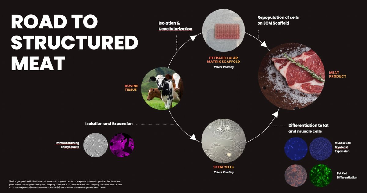 Exciting news! 🎉 Here are some key milestones our team has achieved in Q1: we developed methods for differentiating fat cells, defined the application of scaffold using 3D printing, and developed methods for making muscle cells using immortalized muscle ateliermeats.com