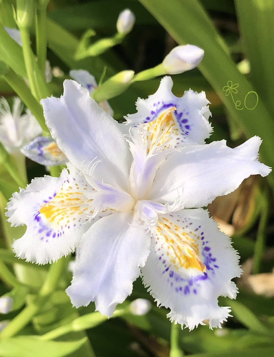 eO48544649's tweet photo. おはようございます☀️
今週もよろしくお願いします🌸
Good morning❣️
Have a happy Tuesday. 💐
#花 #Flowers #TLを花でいっぱいにしよう #goodmorning #おはよう #シャガ #flowerphotography #胡蝶花 #FringedIris #キリトリセカイ #春 #CrestedIris https://t.co/DPpln3vqa9