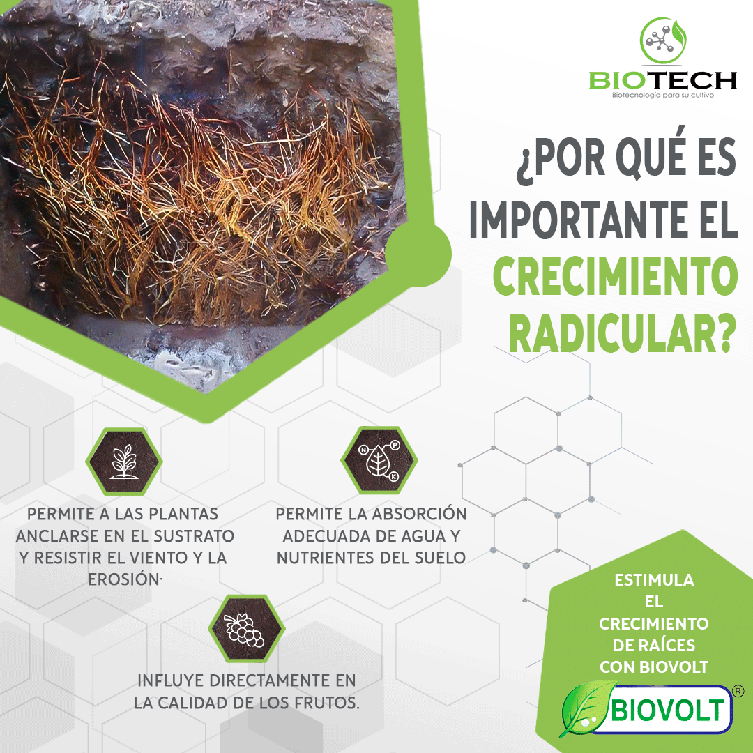 El crecimiento radicular de las plantas 🌱 y cultivos es crucial para su supervivencia y su capacidad para absorber nutrientes y agua del suelo.
#agricultura #bioestimulantes #biocontrol #Perú #Biotecnologia #agriculturanatural #desarrollosostenible #raices #raiz