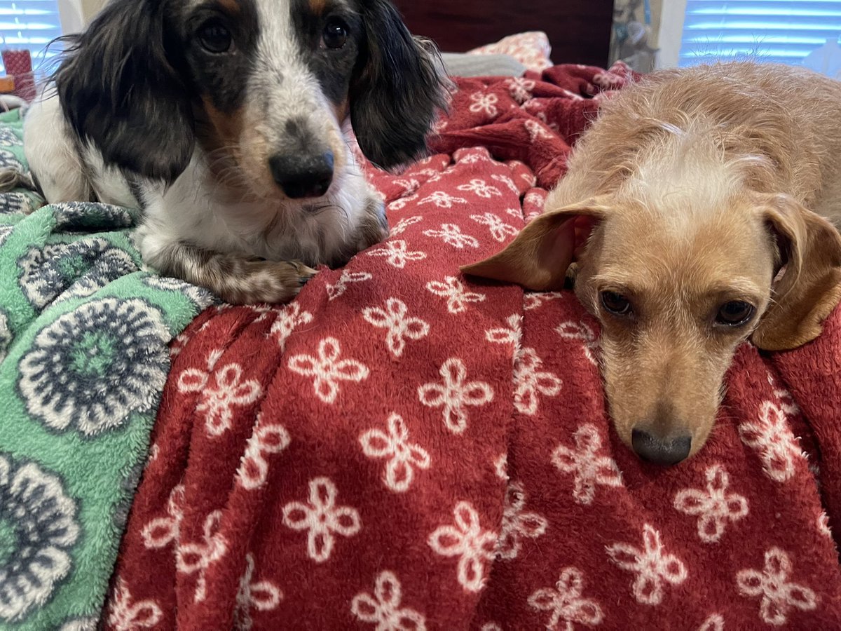 Phenny128's tweet photo. Franklin said, “hey sis, let’s play some more”… Phoebe said, “give it a rest Energizer Bunny!” https://t.co/XY3YBT5UuE