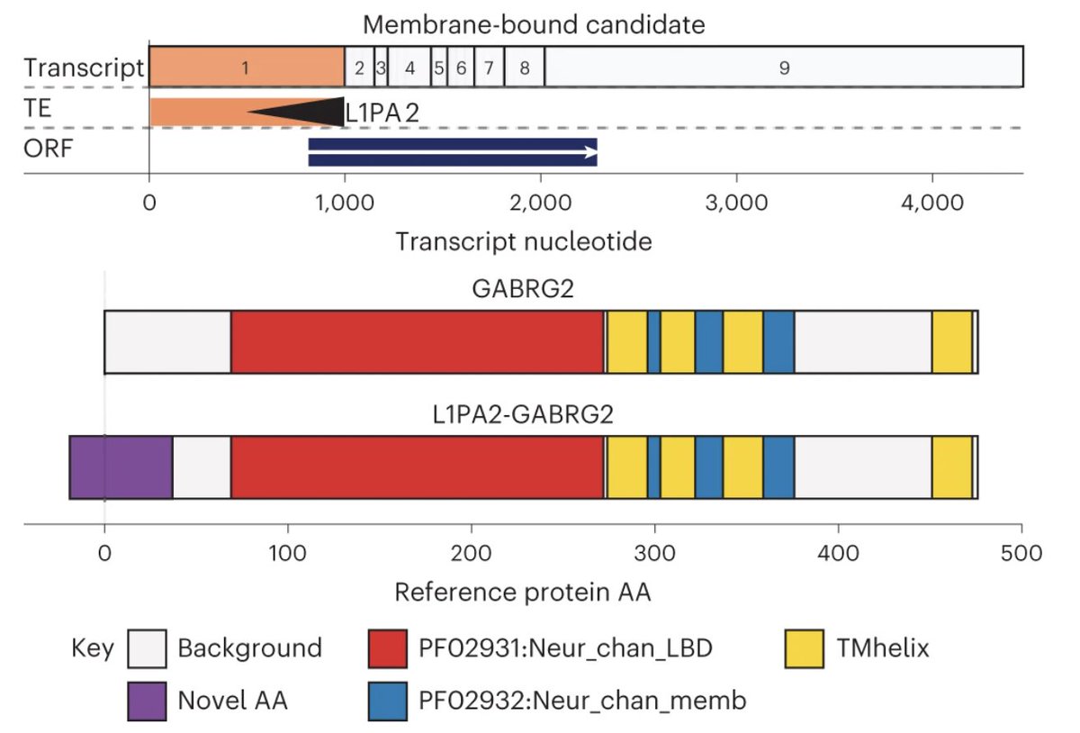 We used mass spectrometry, commercial antibodies, and custom antibodies to validate two of these membrane candidates. One of them was L1PA2_GABRG2. 12/17