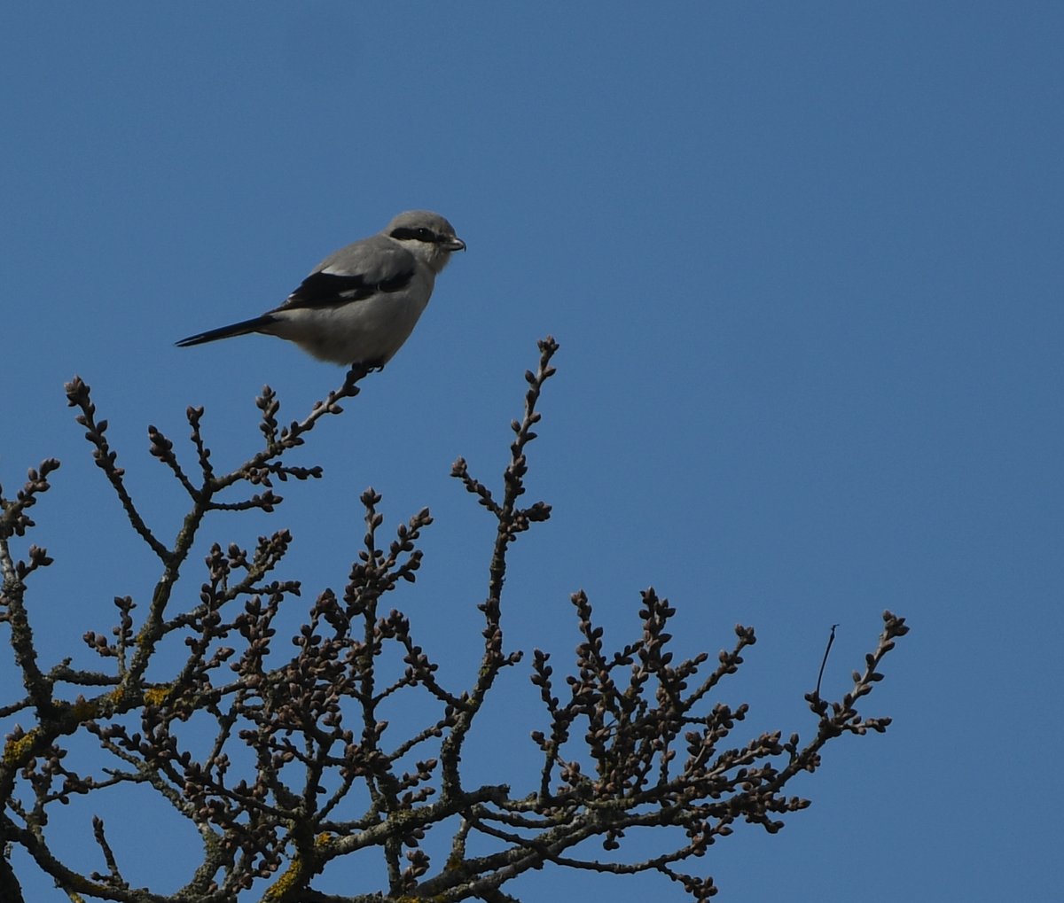 Baldbirder1's tweet photo. The Great Grey Shrike at #Hothfield Common @KentWildlife continues to delight as it extends its winter vacation in Kent... More pics via: https://t.co/n0GAYyMC7O #birding #BirdsSeenIn2023 @KentishPlover #wildlife https://t.co/Xe5vN1vUAz