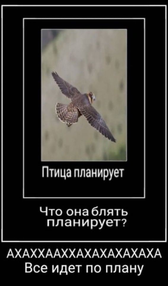 Можем ли мы поговорить, насколько меня всю жизнь прорывает с этих мемов
Особенно с прокладкой это прям легенда
