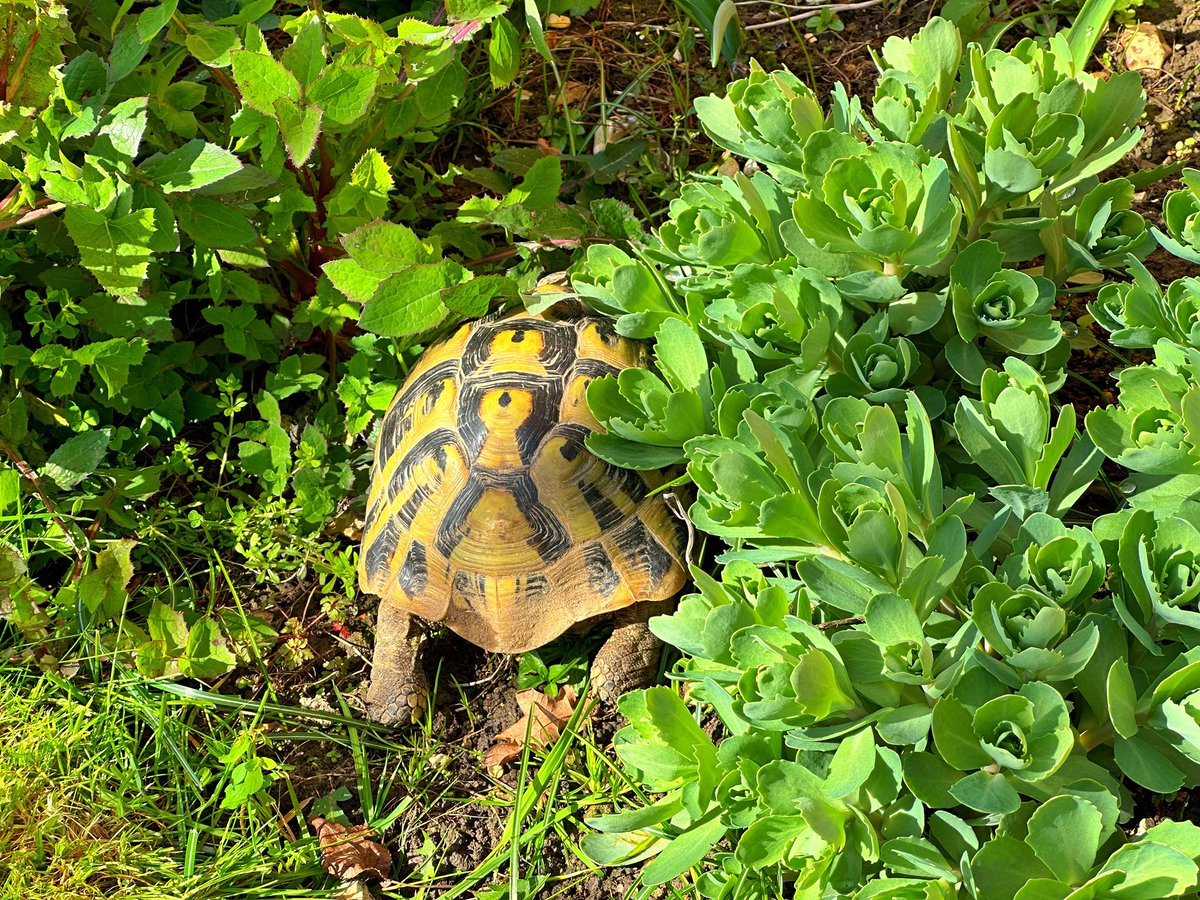 CharleeWharlee7's tweet photo. Our tortoises are out of hibernation today, both girls are doing well, yay :) #tortoises #hibernation #spurthighedtortoise #hermanntortoise https://t.co/CPEL6zzWVw