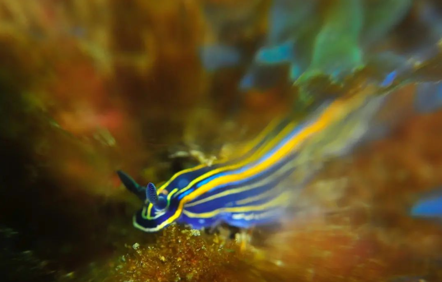 #portugal🇵🇹 #Sesimbra
#ruipalmaunderwaterphotography🐬
#macrophotography
#macrophoto #unterwasserkamera.at