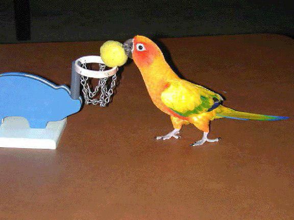 Sun conure loves to play basketball🏀🏀🏀
african-parrot.com/sun-conure-ara…
#conures #sunconures