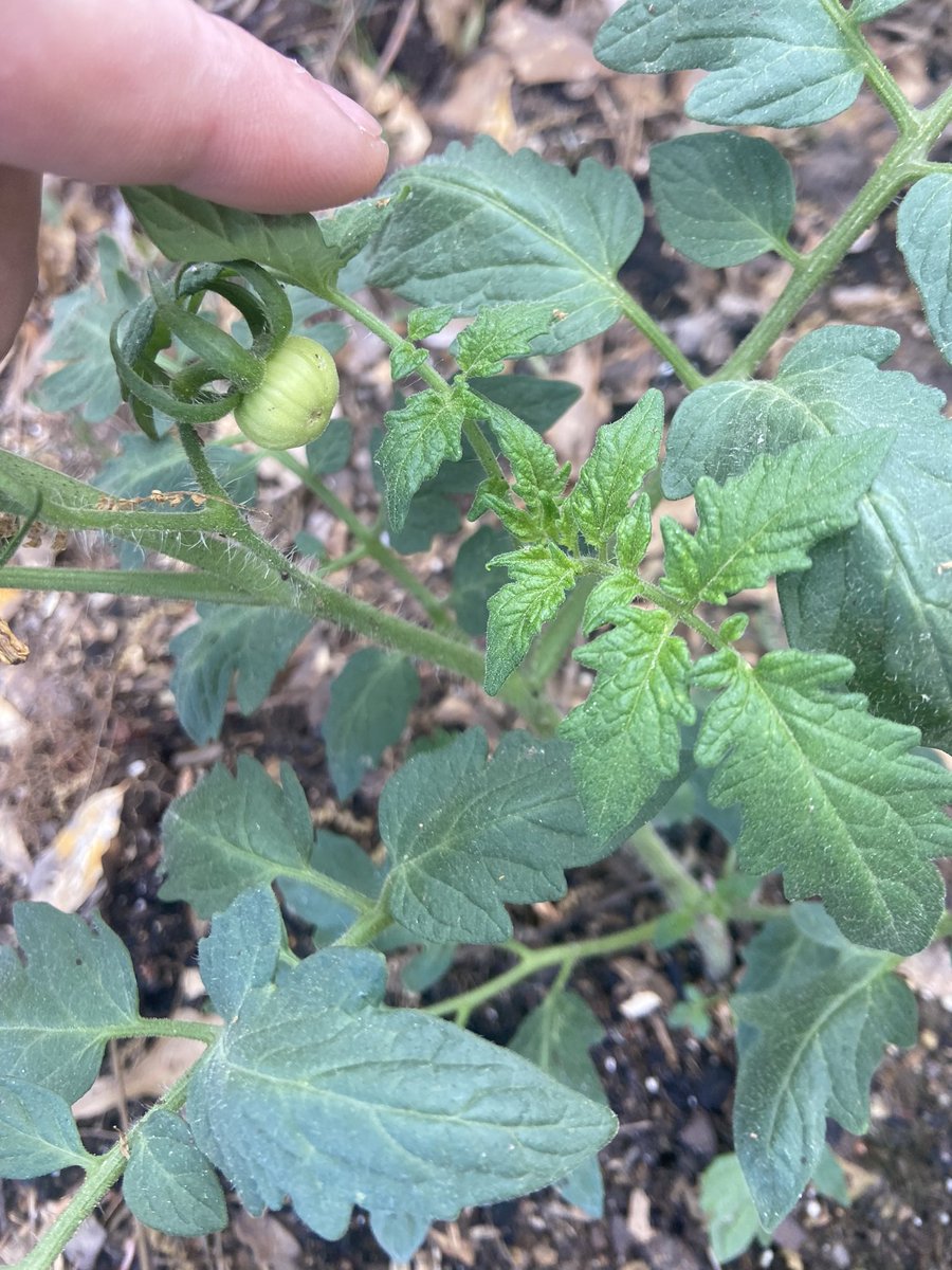 MatthewNash099's tweet photo. Planted Thursday fruit on Monday! #magicsoil https://t.co/YFBKHZoFe9