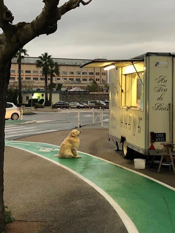 dog_rates's tweet image. This dog was spotted politely waiting by a pizza truck. He doesn’t have to say what he wants. They already know his order. It is pizza. 13/10