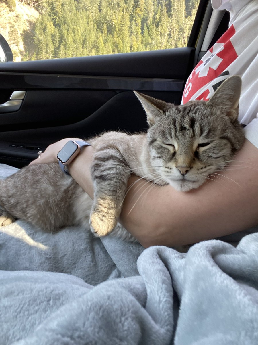 Mogli chose to vomit on the bed to wake me up instead of in the car on our travel day. Thanks bud 😬 Can’t be mad at this cute face 🤗