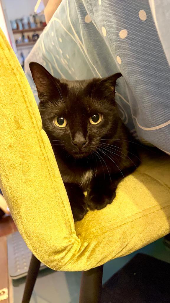 mark_cake's tweet image. Obligatory conference cat picture on behalf of local organiser Andrew! #SROC23