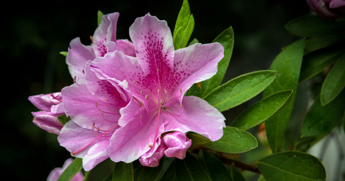 PhippsNews's tweet photo. This Week at Phipps, there is plenty for you to do! We welcome you to visit our Spring Flower Show: Five Senses of Splendor or you can even join us for our Used Orchid Sale to take a piece of Phipps home with you! Read more:
https://t.co/mTbTY3EuC3

Photo © Paul g. Wiegman https://t.co/SHUkhM46CA