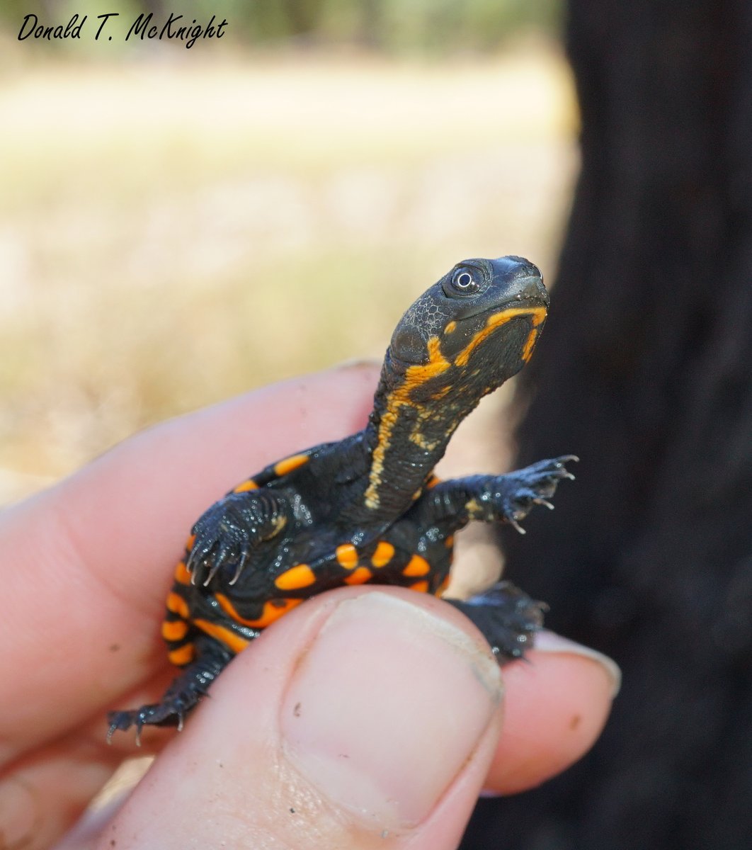 donaldmcknight2's tweet photo. This little dude was particularly handsome. Not all baby longnecks have those bright chin and throat markings. #TinyTurtles #Turtles #WildOz #1MillionTurtles #TurtleSAT https://t.co/SUoTmZupcq