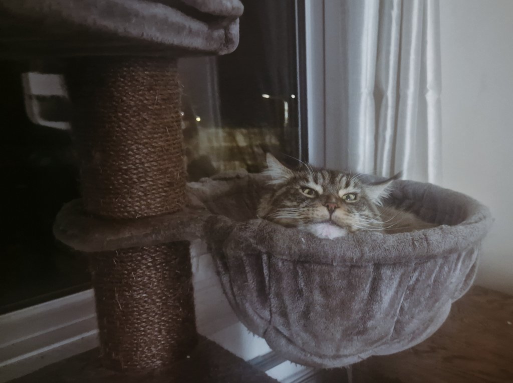 Don't mind me, I'm just chilling

#CatsOfTwitter #TABBY #TabbyTroop #CalicoCrew #hedgewatch #mainecoon #tabbycats