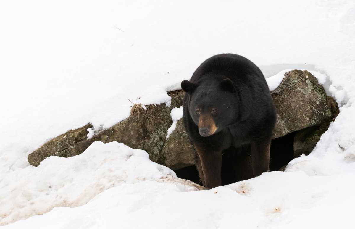 Banff National Park, Parks Canada tweet media