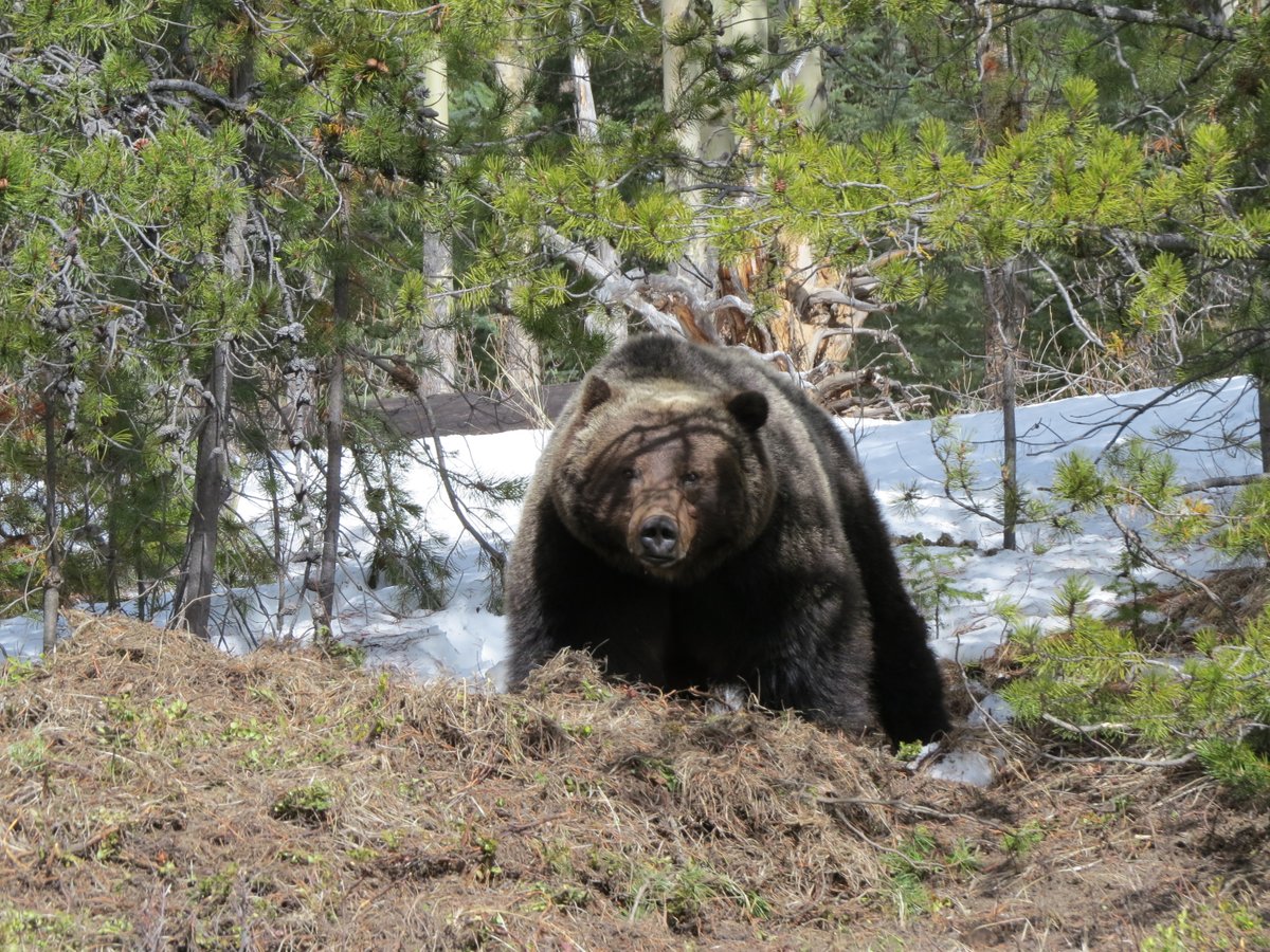 Banff National Park, Parks Canada tweet media