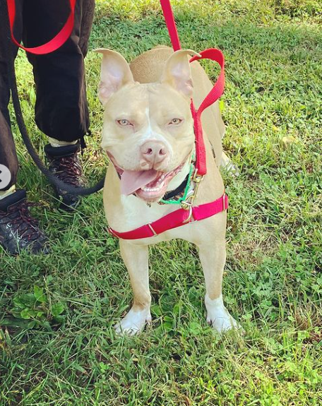 PSPCA's tweet photo. Look at this model pose.

It's another Monday with Morganna! This super sweet and smart girl is living in foster care with two other pups...but she has gotten no interested from adopters. It's just silly.

Email adoptions@pspca.org to learn more about her! https://t.co/0EsGqWeyCL