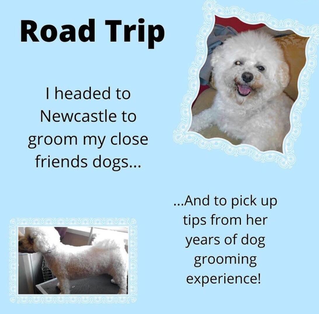 Dashing_Dogs's tweet photo. ~ Newcastle ~

#dog #dogs #groom #groomer #grooming #doggroomer #doggrooming #dashingdogs #alfreton #alfretontown #roadtrip #newcastle #bichonfrise #bichon #friends https://t.co/Fze7WnzthI