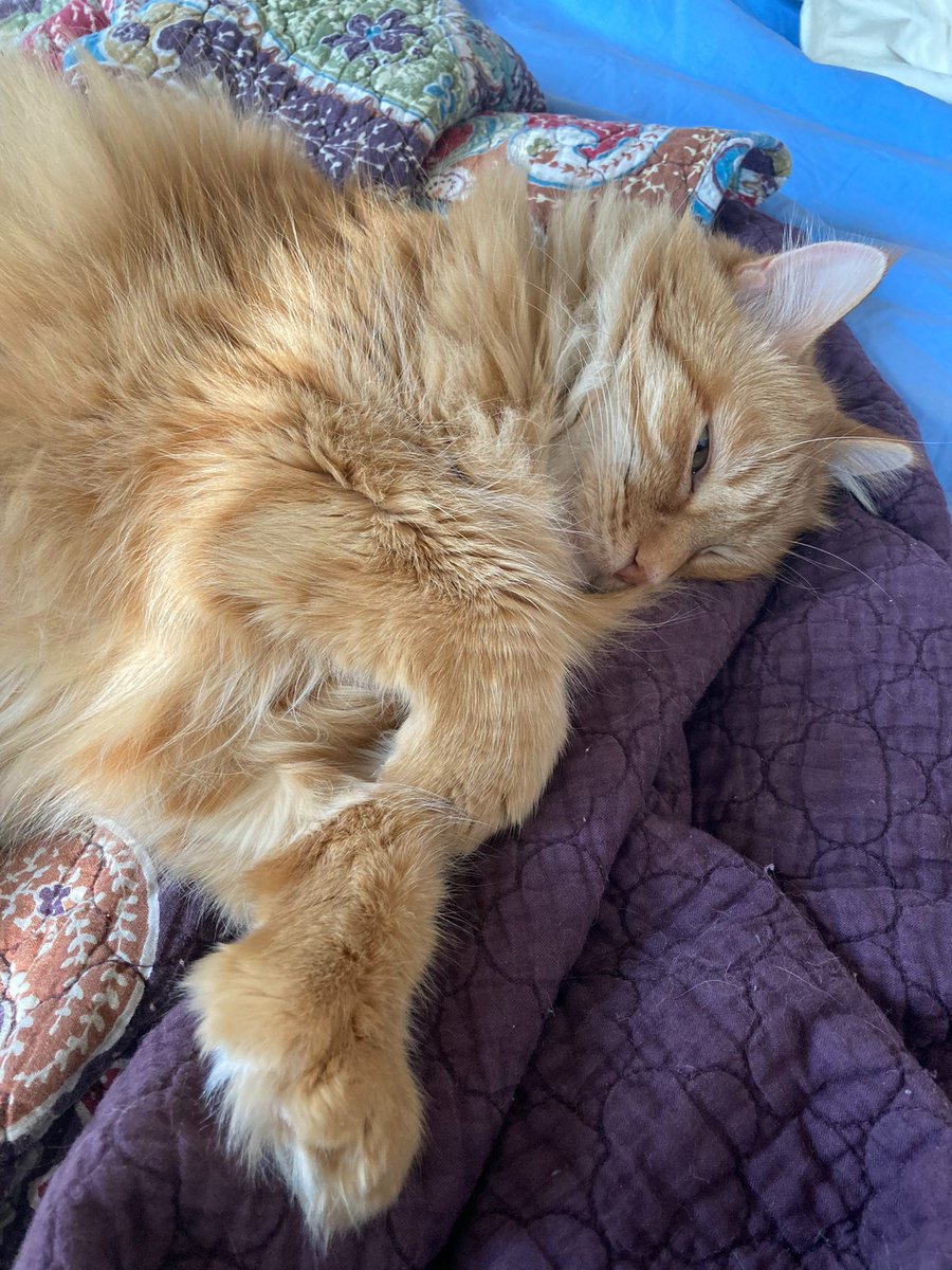 LoquaciousLeo's tweet photo. There are extra loud thumpings outside. I sleep with one eye open. #CatsOfTwitter https://t.co/lfiwx5A4y0