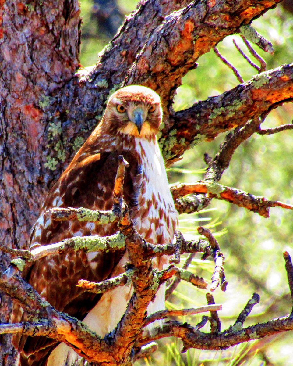 I will share this one NOW though...currently my fav!! 🤣🤣🤓

Subject to change!

#Hacerfotos #Arizona #wildlifephotography #birdphotography #birding #birdtwitter #redtailedhawk #raptors #birdsofprey