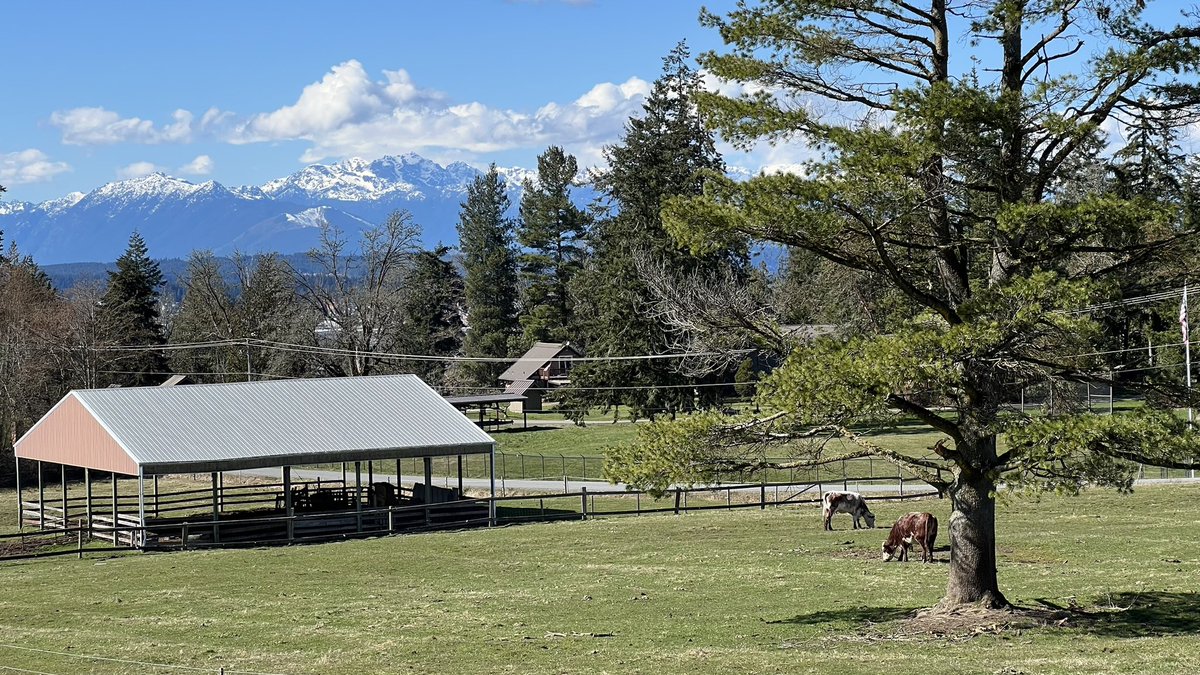 MollyBee_82's tweet photo. Days like this is why all the rain is worth it. ๐ฅฐ #MyDailyWalk #PNW #ILoveItHere #Exercise #Outdoors https://t.co/gNEg5yGMYs