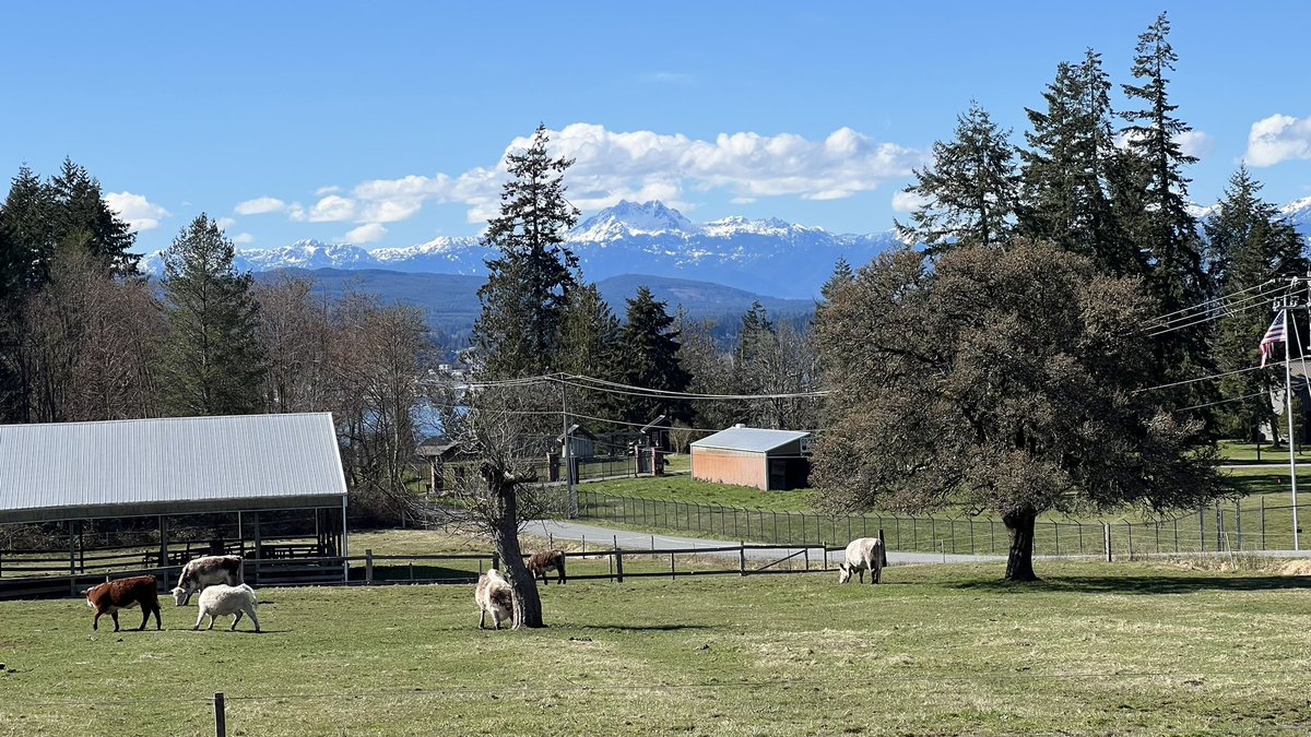 MollyBee_82's tweet photo. Days like this is why all the rain is worth it. ๐ฅฐ #MyDailyWalk #PNW #ILoveItHere #Exercise #Outdoors https://t.co/gNEg5yGMYs