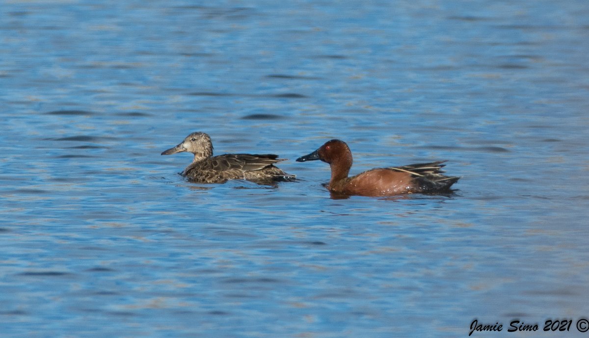 frontrangebird's tweet image. Spring Educational Opportunities - mailchi.mp/frontrangebird…