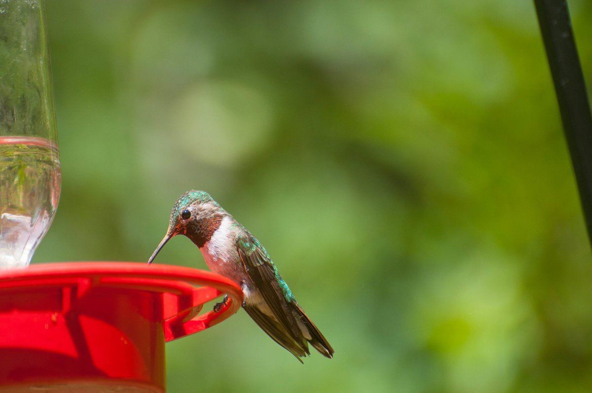 frontrangebird's tweet image. Spring Educational Opportunities - mailchi.mp/frontrangebird…