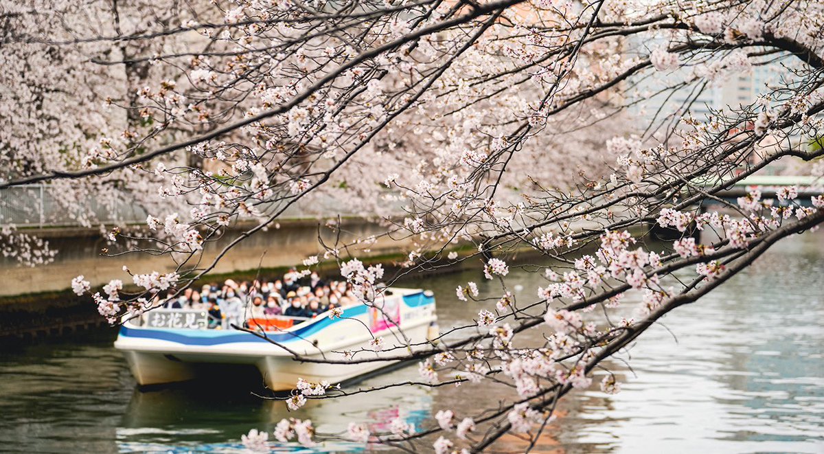 TABINA_Tour's tweet photo. おはようございます☀
本日3/28(火)のクルーズが予定通り運航することで決まりましたので、TABINAのツアーも催行予定です❗️

＜3/28(火)の予定ツアー＞
①お弁当を食べながら優雅なお花見クルーズ60分
②老舗のお菓子を食べながら優雅なお花見はしごクルーズ100分 https://t.co/XizabHV5rG
